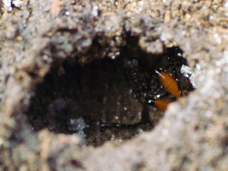 granulatus Linne, 1758